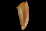 Serrated, Raptor Tooth - Real Dinosaur Tooth #130334-1